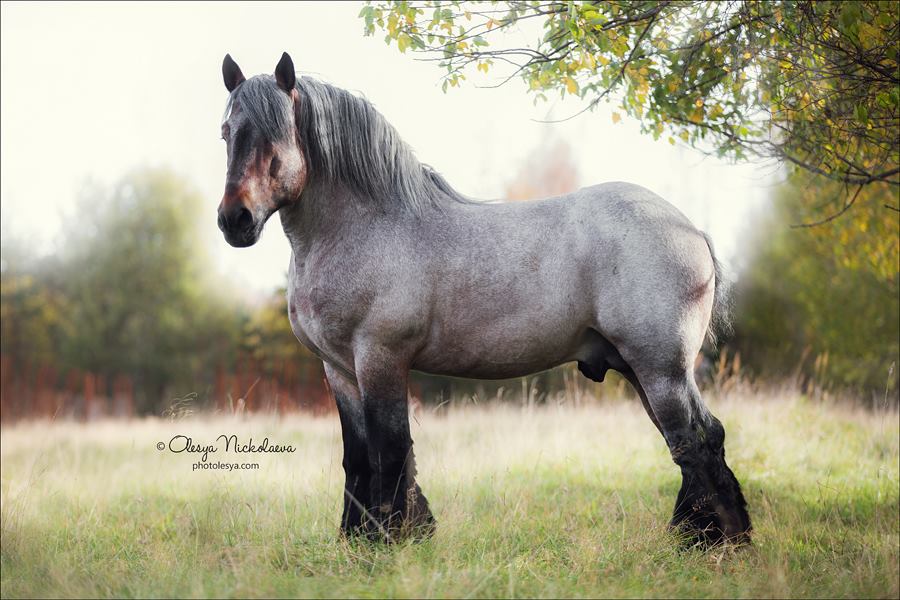 stallion of the Belgian Draft Horse breed (Brabanson) named Bloc de la Vallee